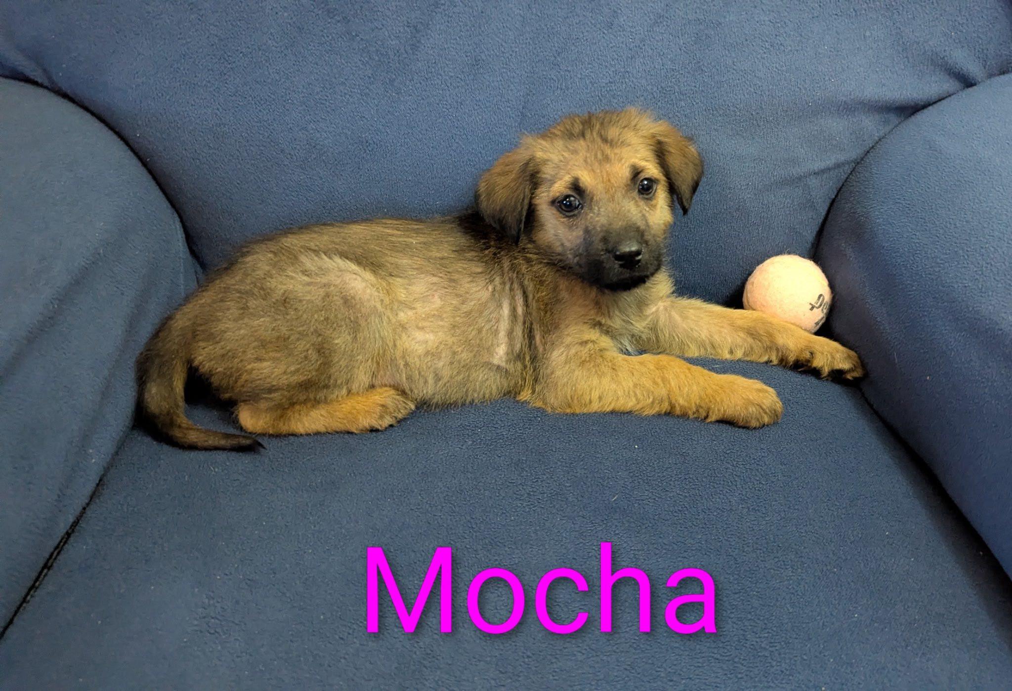 Mocha, ADOPTABLE, Puppy Female German Shepherd Dog.