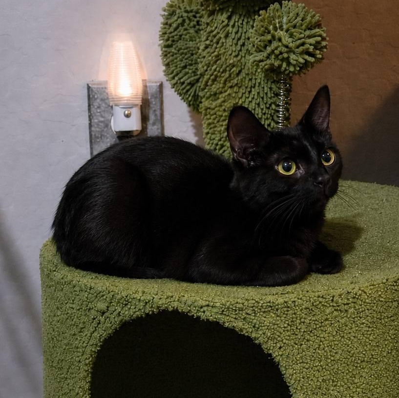 Nikki, ADOPTABLE, Young Female Domestic Short Hair.