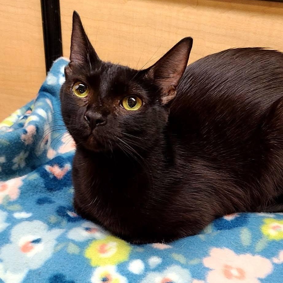 Enlarge Nikki, a ADOPTABLE Domestic Short Hair in Queen Creek, AZ image 2/5