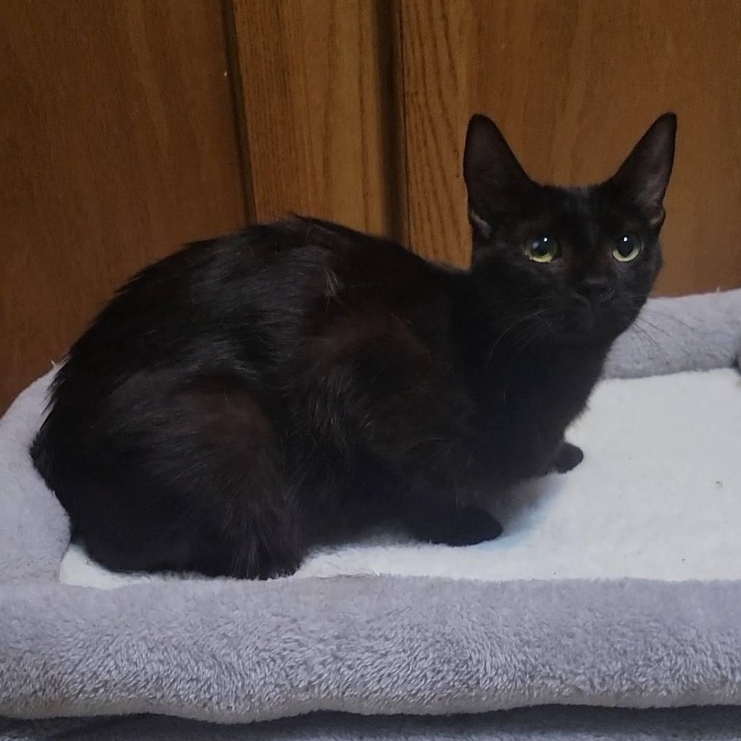 Enlarge Nikki, a ADOPTABLE Domestic Short Hair in Queen Creek, AZ image 2/4