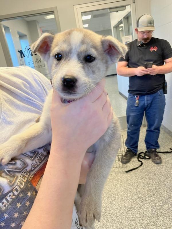 Enlarge Chickadee, a Adoptable Mixed Breed in Mustang, OK image 1/1