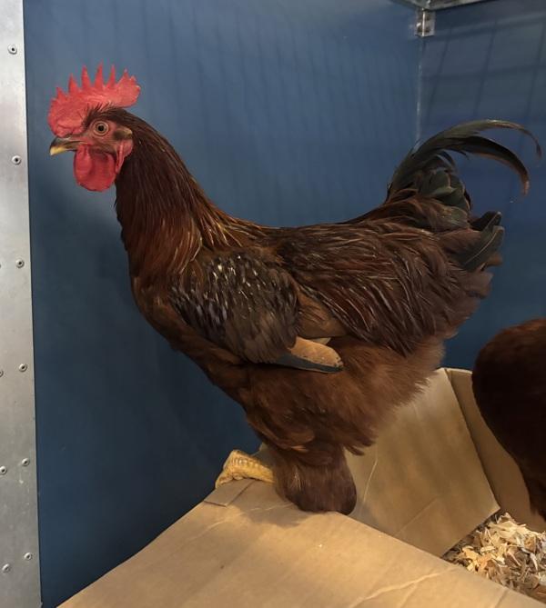 Nut, Adoptable, Adult Male Chicken.