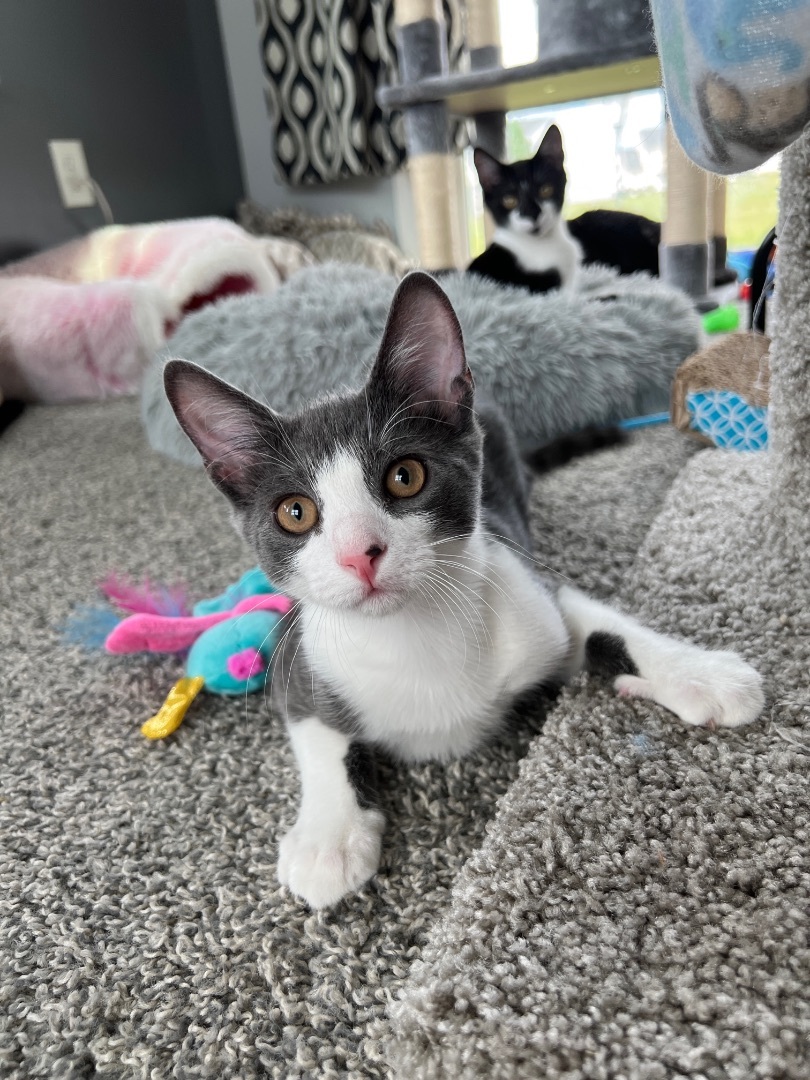 Obi-Wan Kenobi, a Adopted Domestic Short Hair in Providence Forge, VA image 1/12