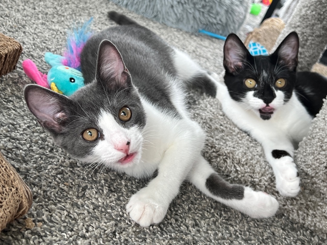 Obi-Wan Kenobi, a Adopted Domestic Short Hair in Providence Forge, VA image 2/12