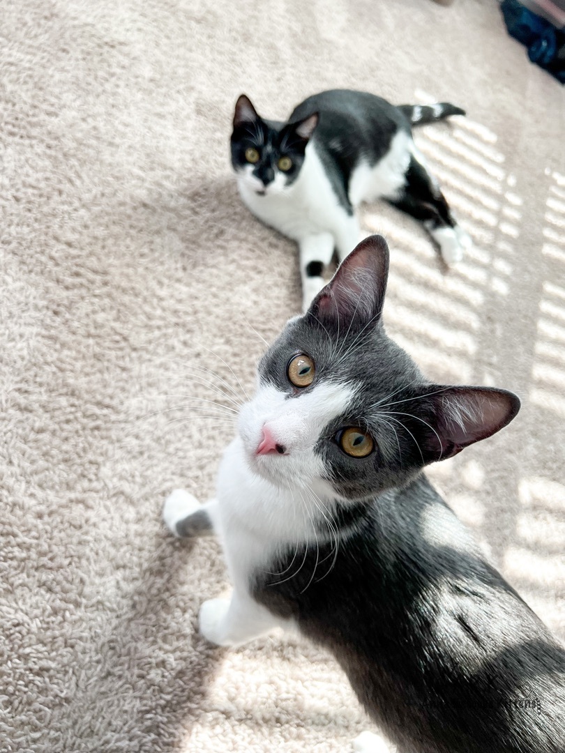 Obi-Wan Kenobi, a Adopted Domestic Short Hair in Providence Forge, VA image 3/12