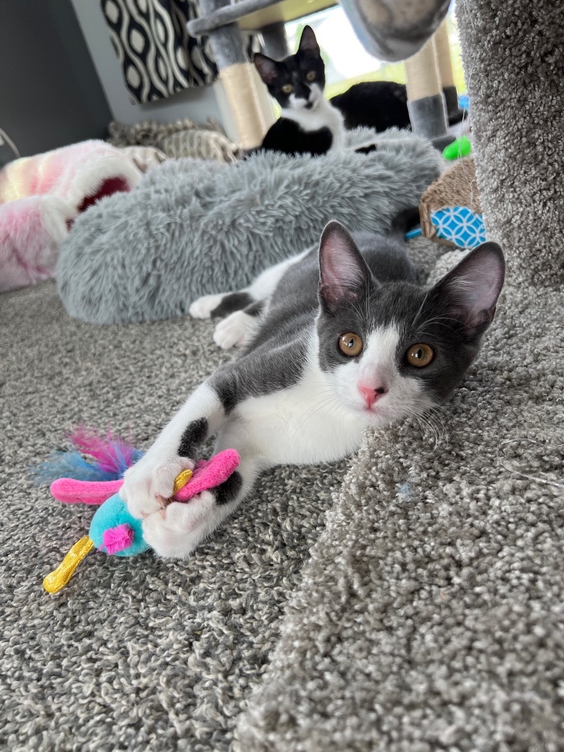 Obi-Wan Kenobi, a Adopted Domestic Short Hair in Providence Forge, VA image 4/12