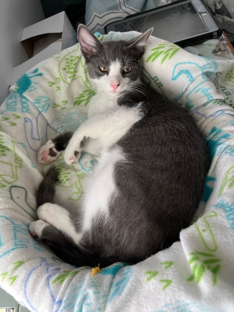 Obi-Wan Kenobi, a Adopted Domestic Short Hair in Providence Forge, VA image 5/12