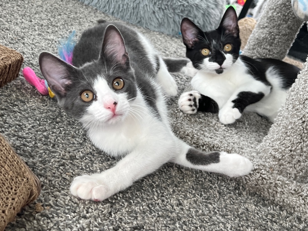 Obi-Wan Kenobi, a Adopted Domestic Short Hair in Providence Forge, VA image 6/12