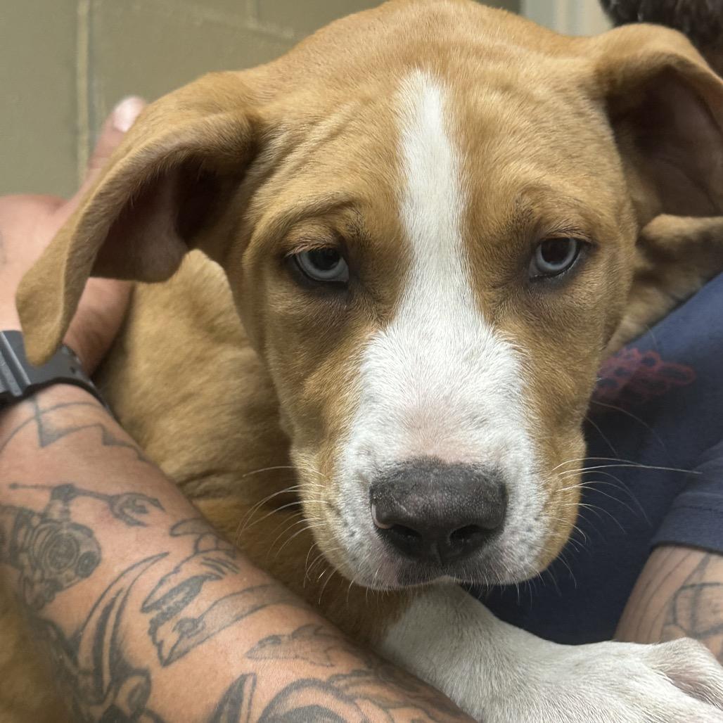Telly, Adoptable, Puppy Male Pit Bull Terrier.