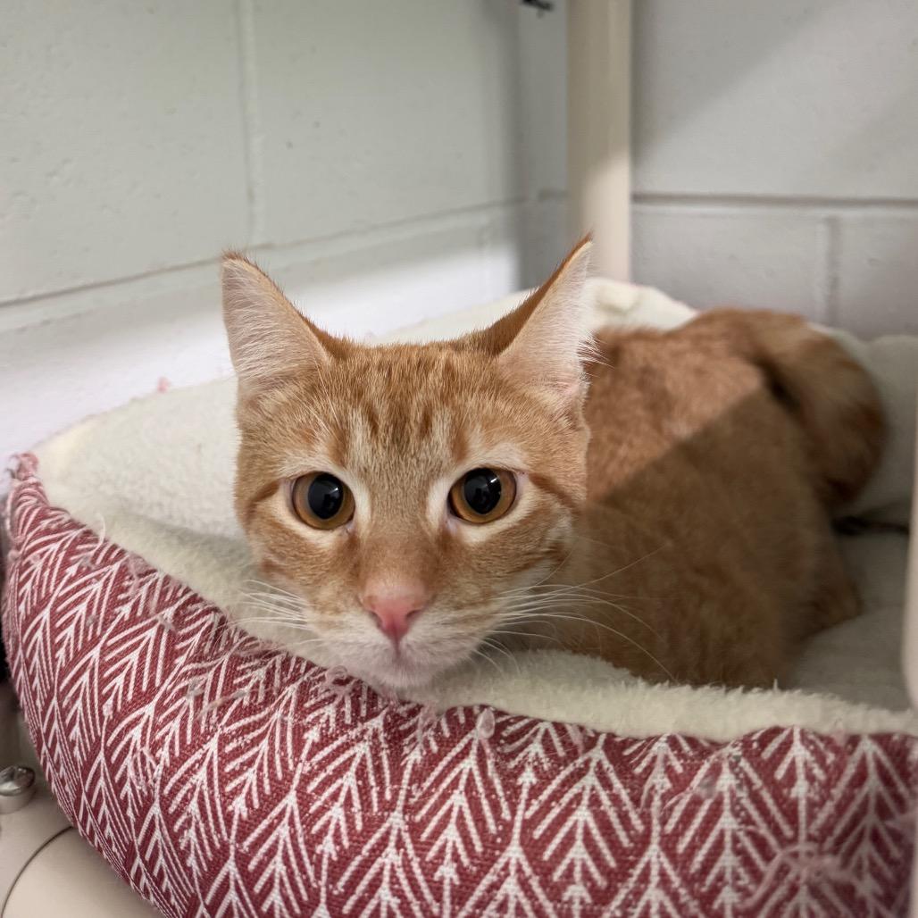 Breeze, a Adoptable Domestic Short Hair in Oak Hill, WV image 3/6