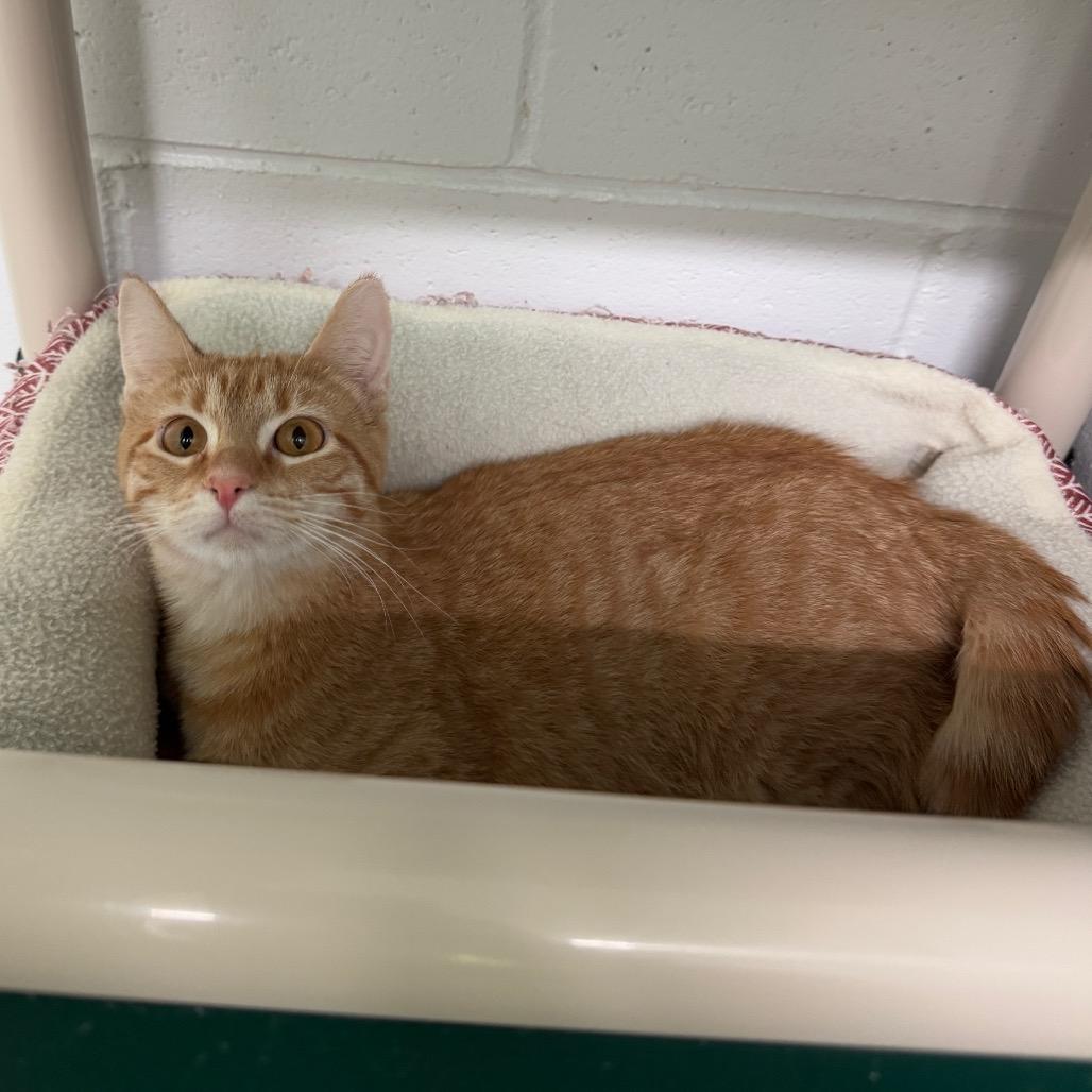 Breeze, a Adoptable Domestic Short Hair in Oak Hill, WV image 4/6