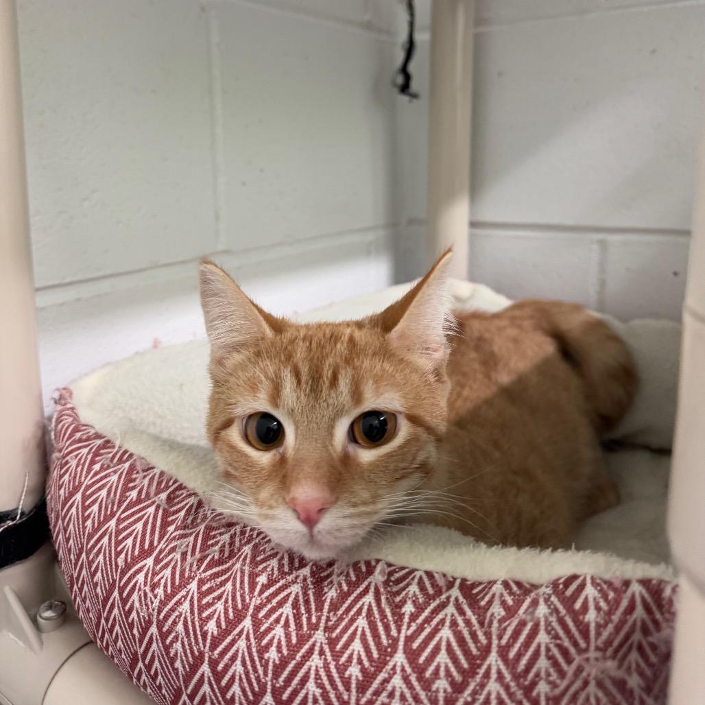 Breeze, a Adoptable Domestic Short Hair in Oak Hill, WV image 5/6