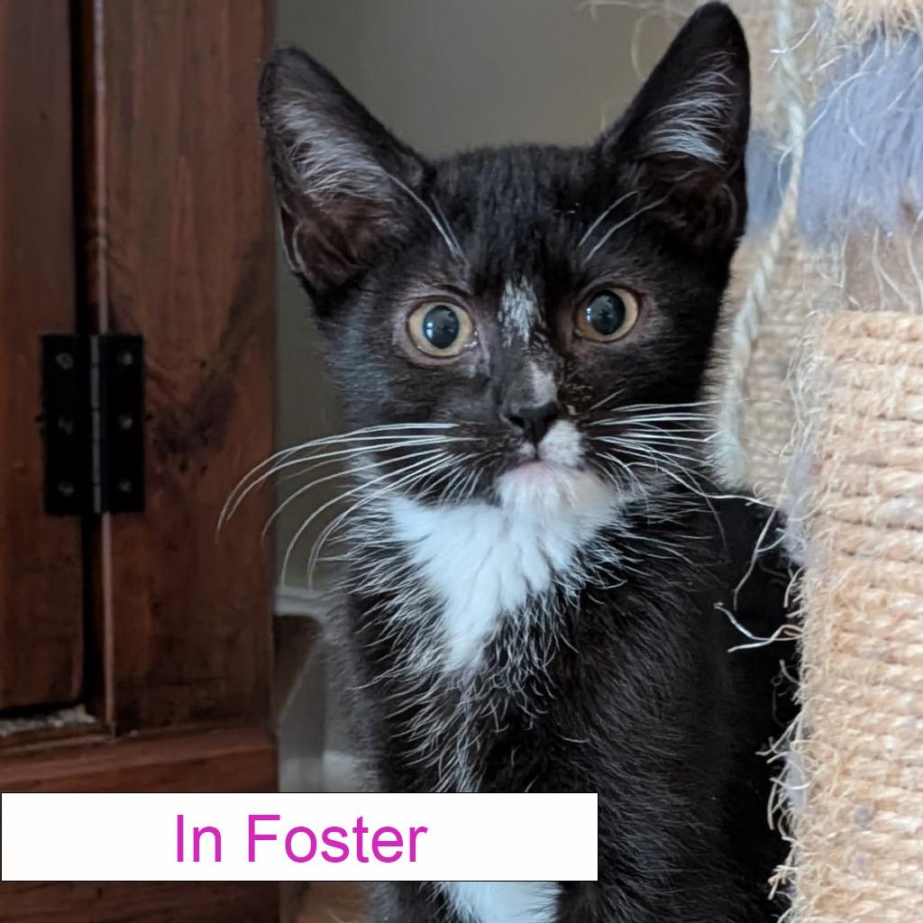 Beverly, Adoptable, Kitten Female Domestic Short Hair.