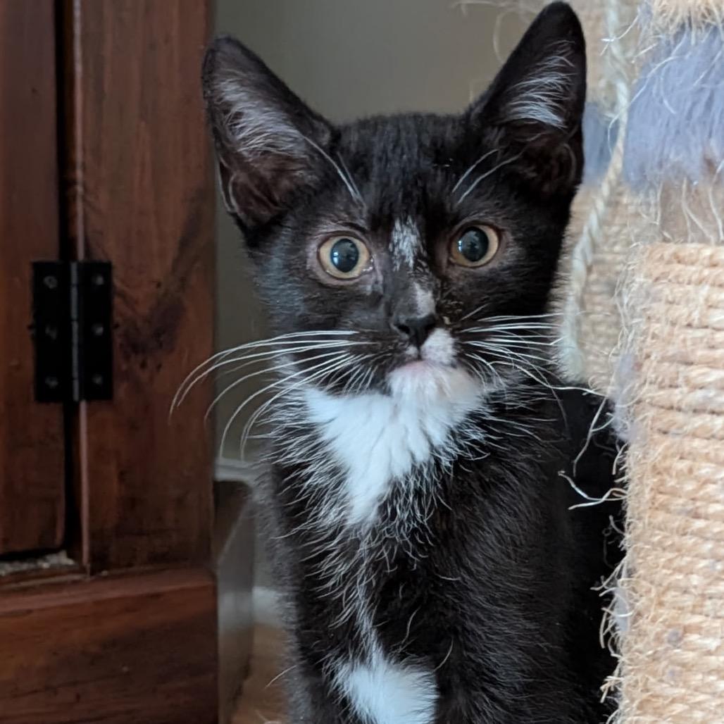 Enlarge Beverly, a Adoptable Domestic Short Hair in Chapel Hill, NC image 2/2