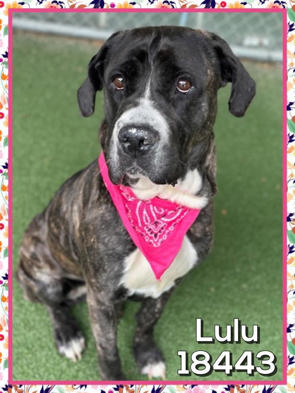 Enlarge Lulu (807), a Adoptable mixed breed in Marietta, GA image 1/1