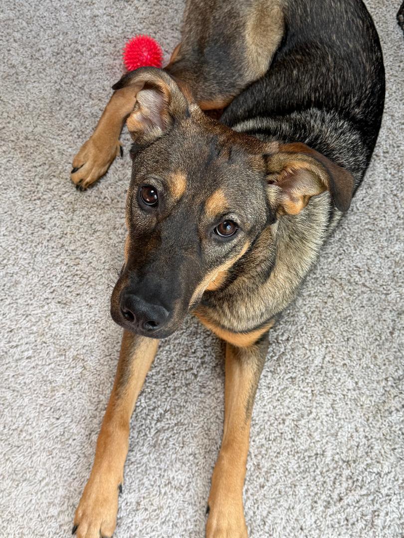 Enlarge Roma - Courtesy Listing, a Adoptable German Shepherd Dog in Rootstown, OH image 1/3