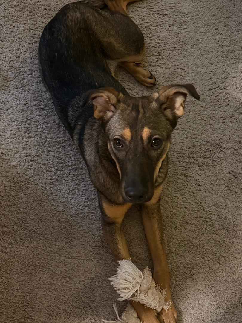 Enlarge Roma - Courtesy Listing, a Adoptable German Shepherd Dog in Rootstown, OH image 2/3