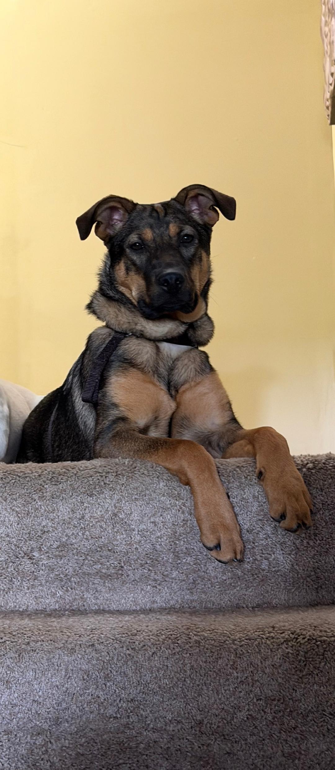 Enlarge Roma - Courtesy Listing, a Adoptable German Shepherd Dog in Rootstown, OH image 3/3