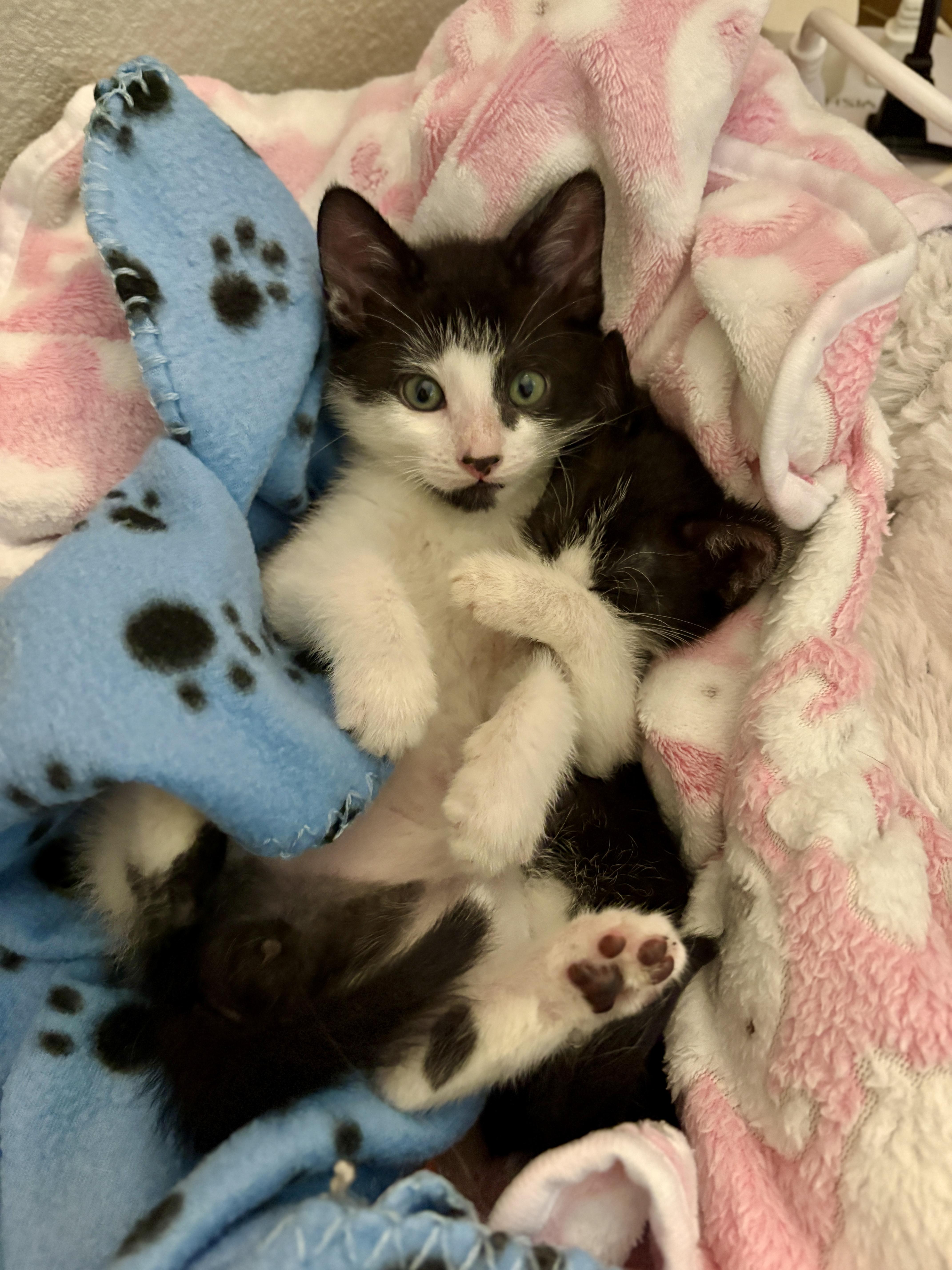 Enlarge Pierre, a ADOPTABLE Domestic Short Hair in Davis, CA image 5/6