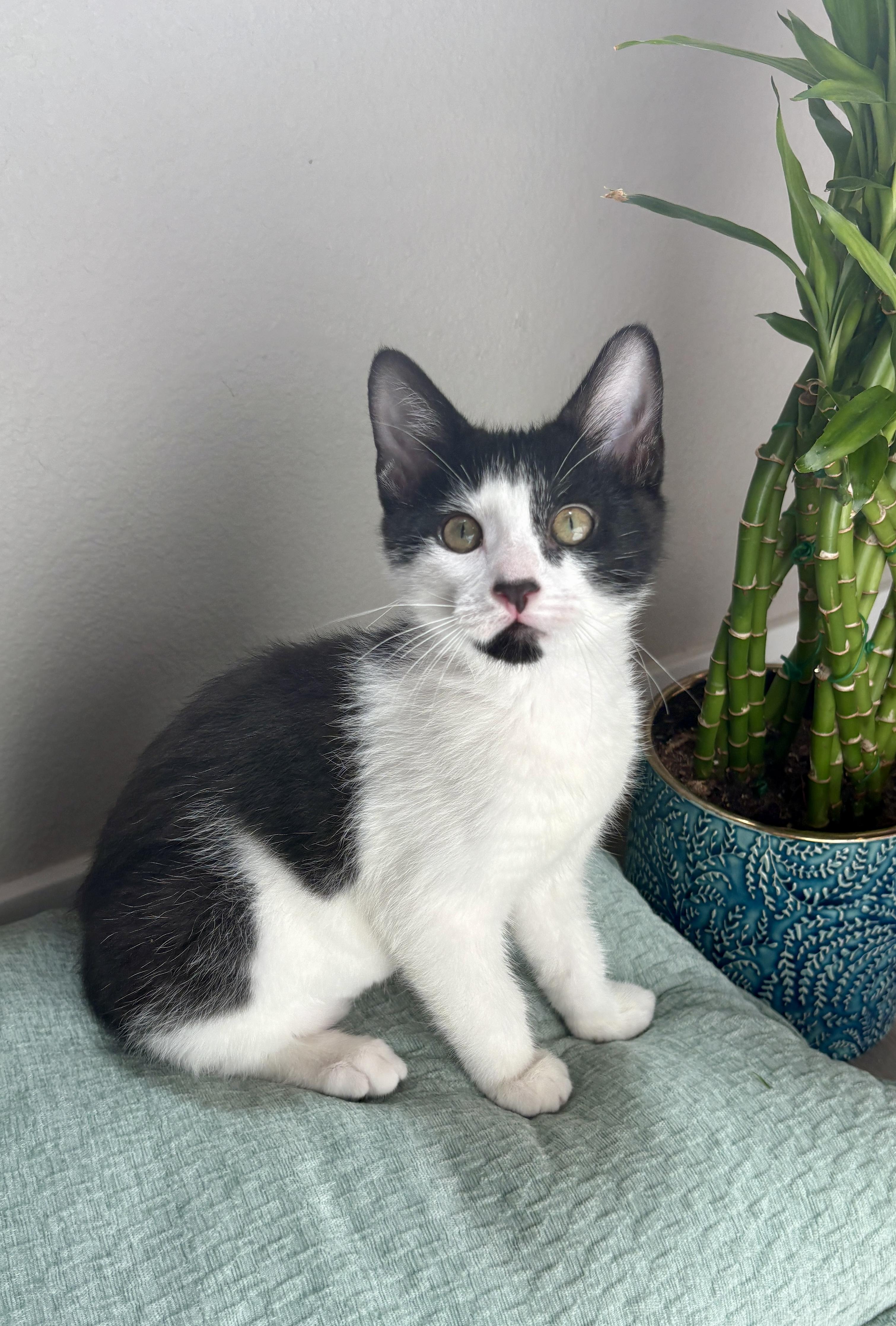 Enlarge Pierre, a ADOPTABLE Domestic Short Hair in Davis, CA image 1/6