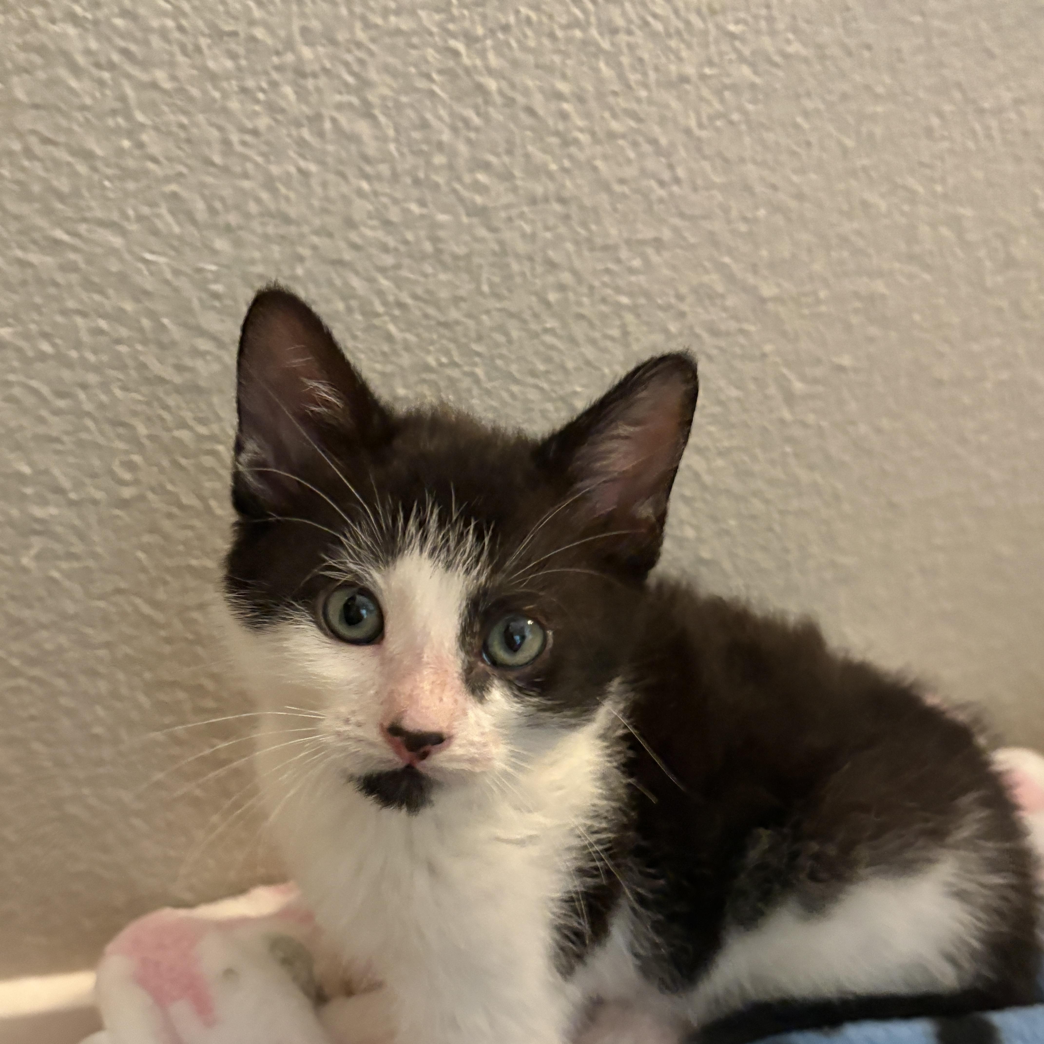 Enlarge Pierre, a ADOPTABLE Domestic Short Hair in Davis, CA image 2/6