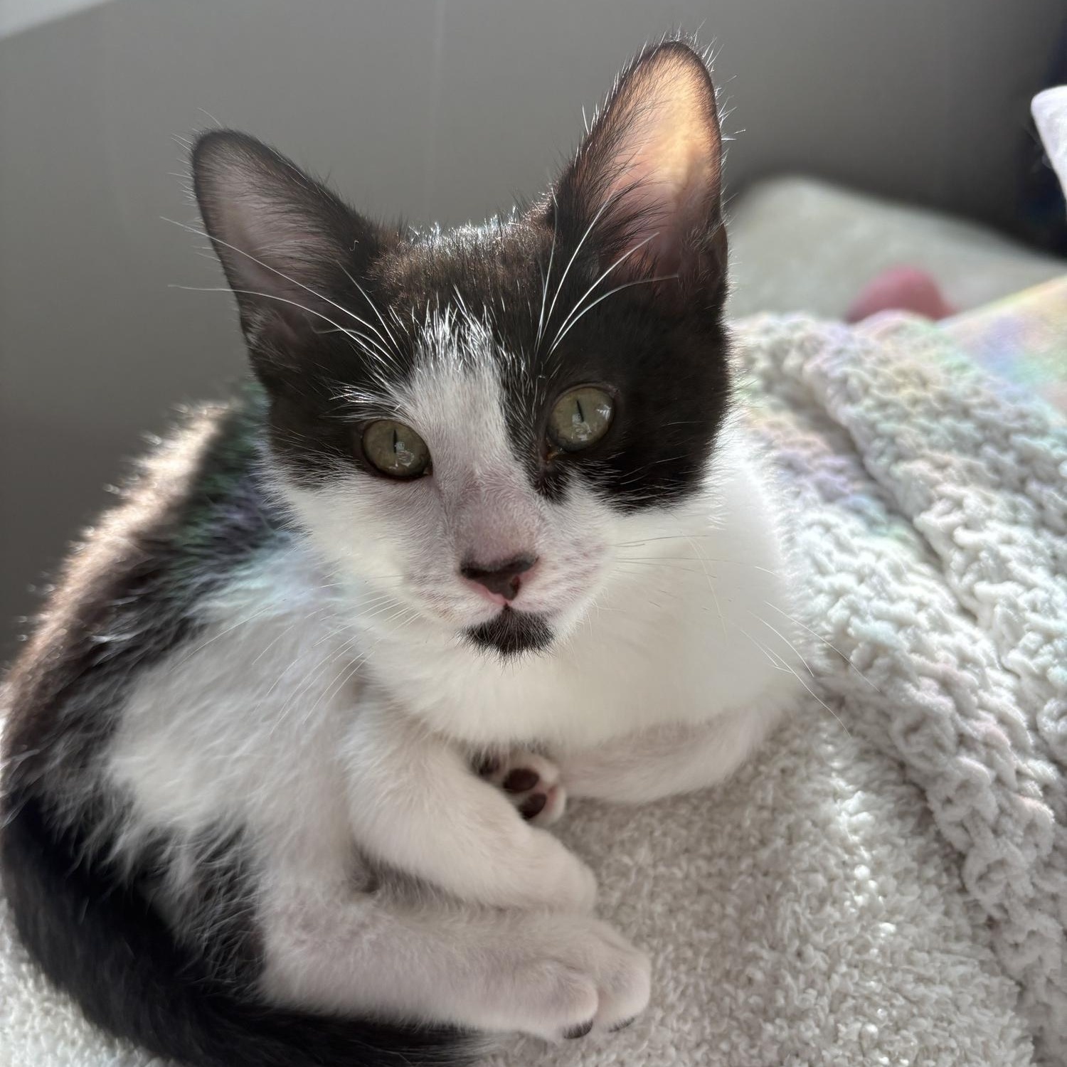 Enlarge Pierre, a ADOPTABLE Domestic Short Hair in Davis, CA image 6/6