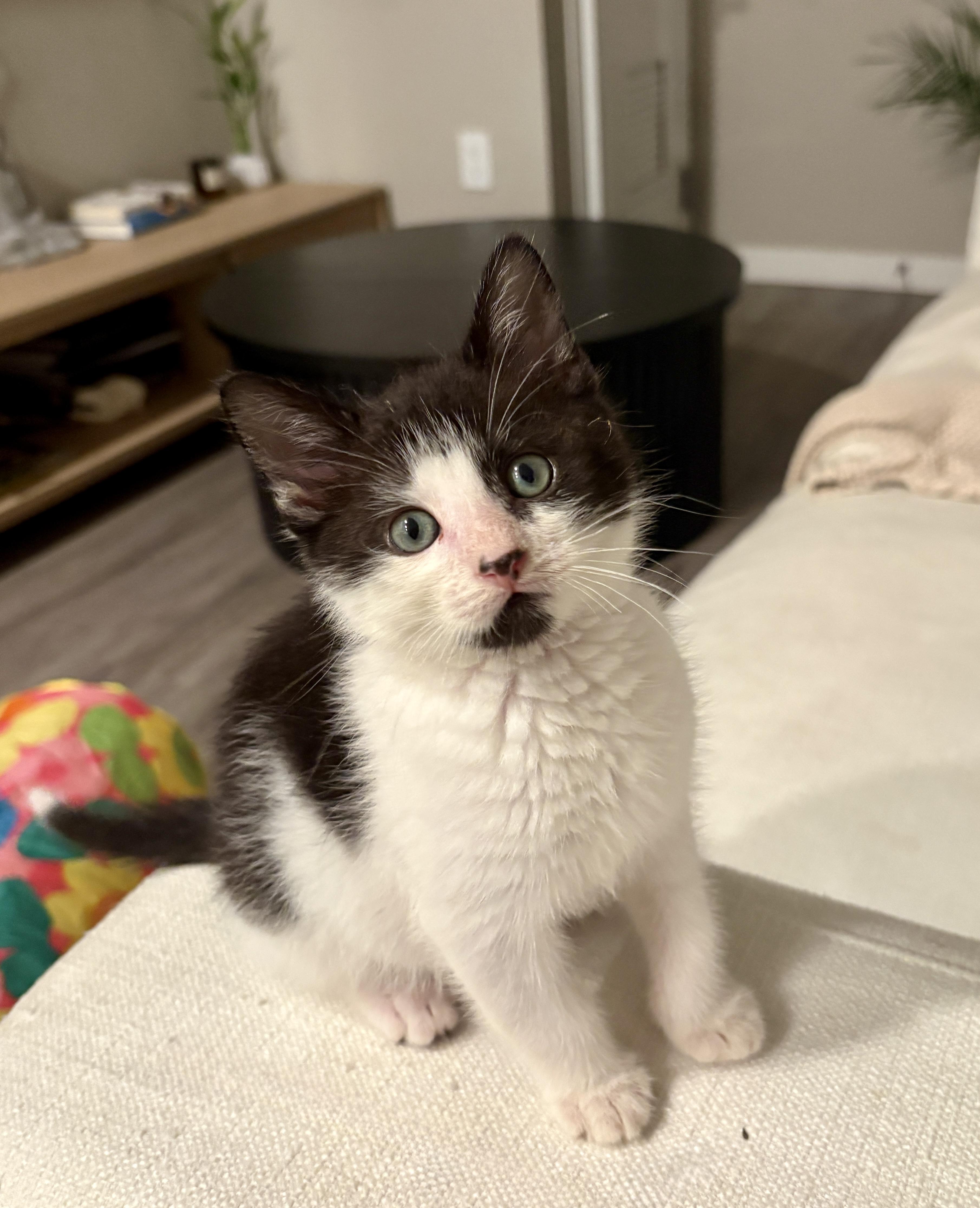 Enlarge Pierre, a ADOPTABLE Domestic Short Hair in Davis, CA image 3/6