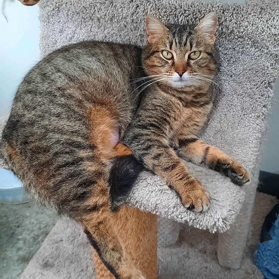 Elaine, ADOPTABLE, Adult Female Domestic Short Hair.