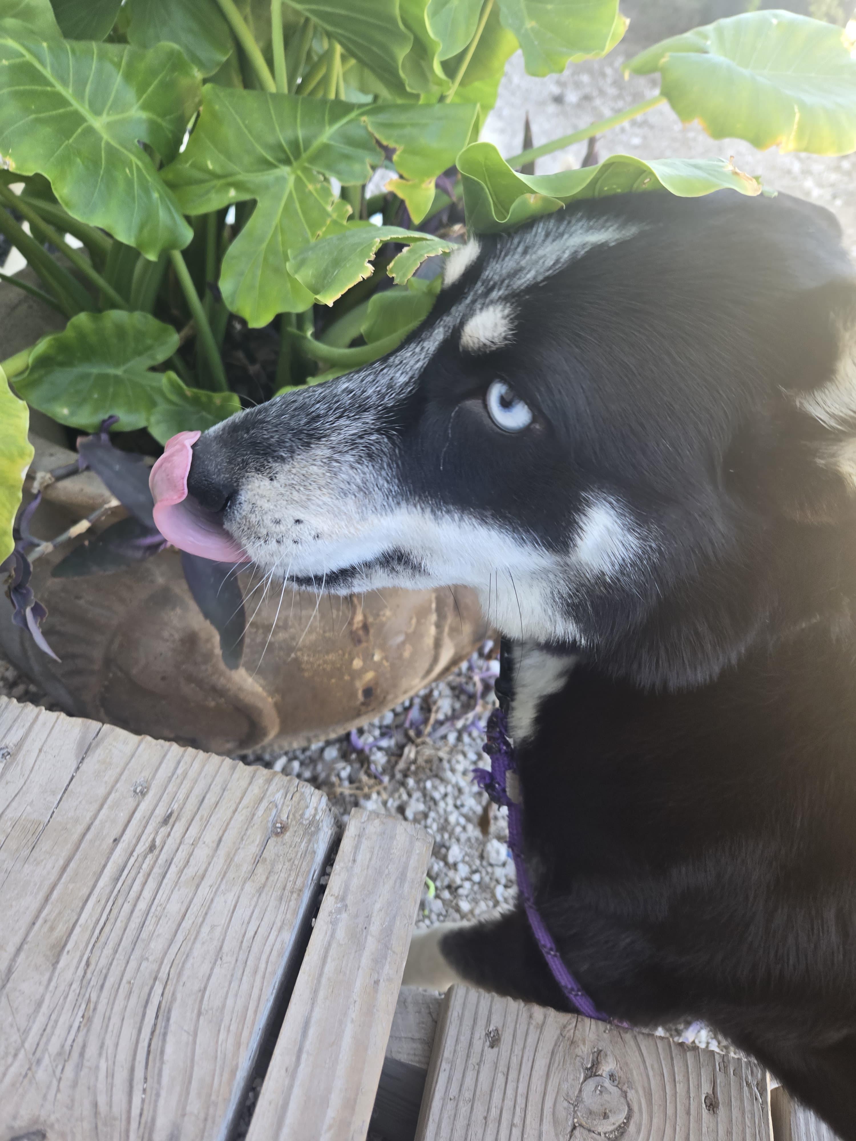 Enlarge NYX, a ADOPTABLE Husky in Plano, TX image 4/6