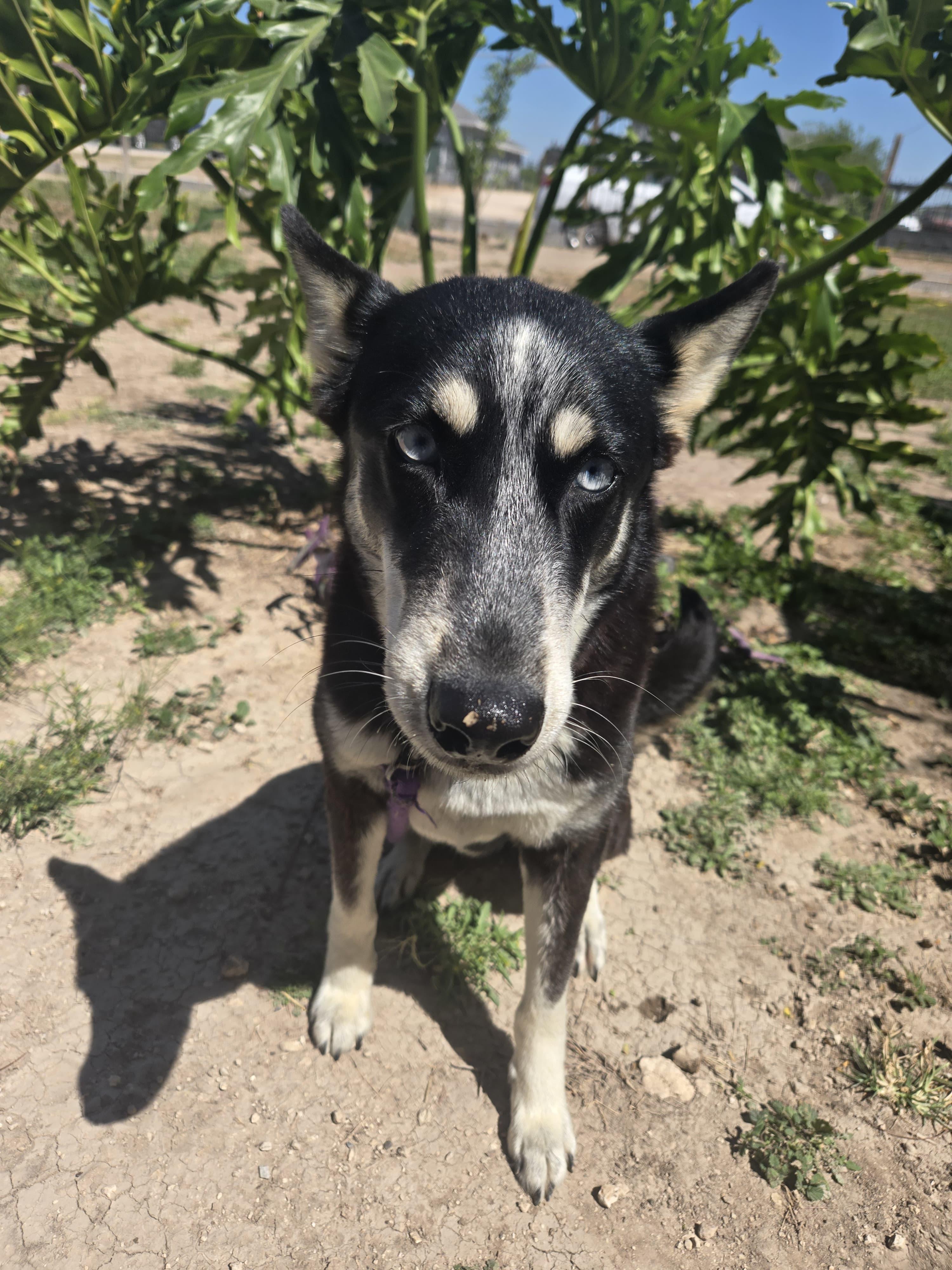 Enlarge NYX, a ADOPTABLE Husky in Plano, TX image 5/6