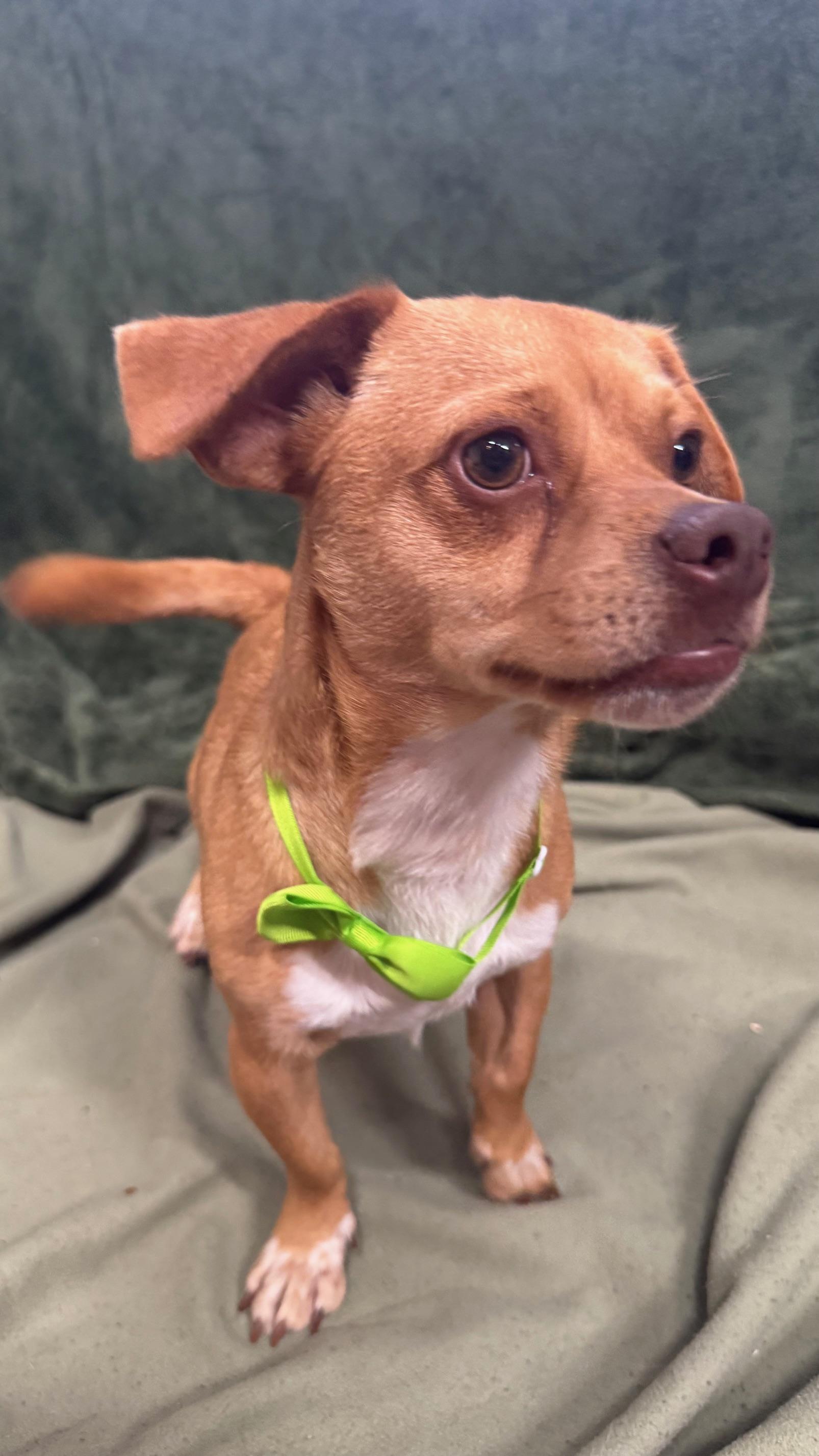 Kevin, a ADOPTABLE Chihuahua in Knoxville, TN image 2/5