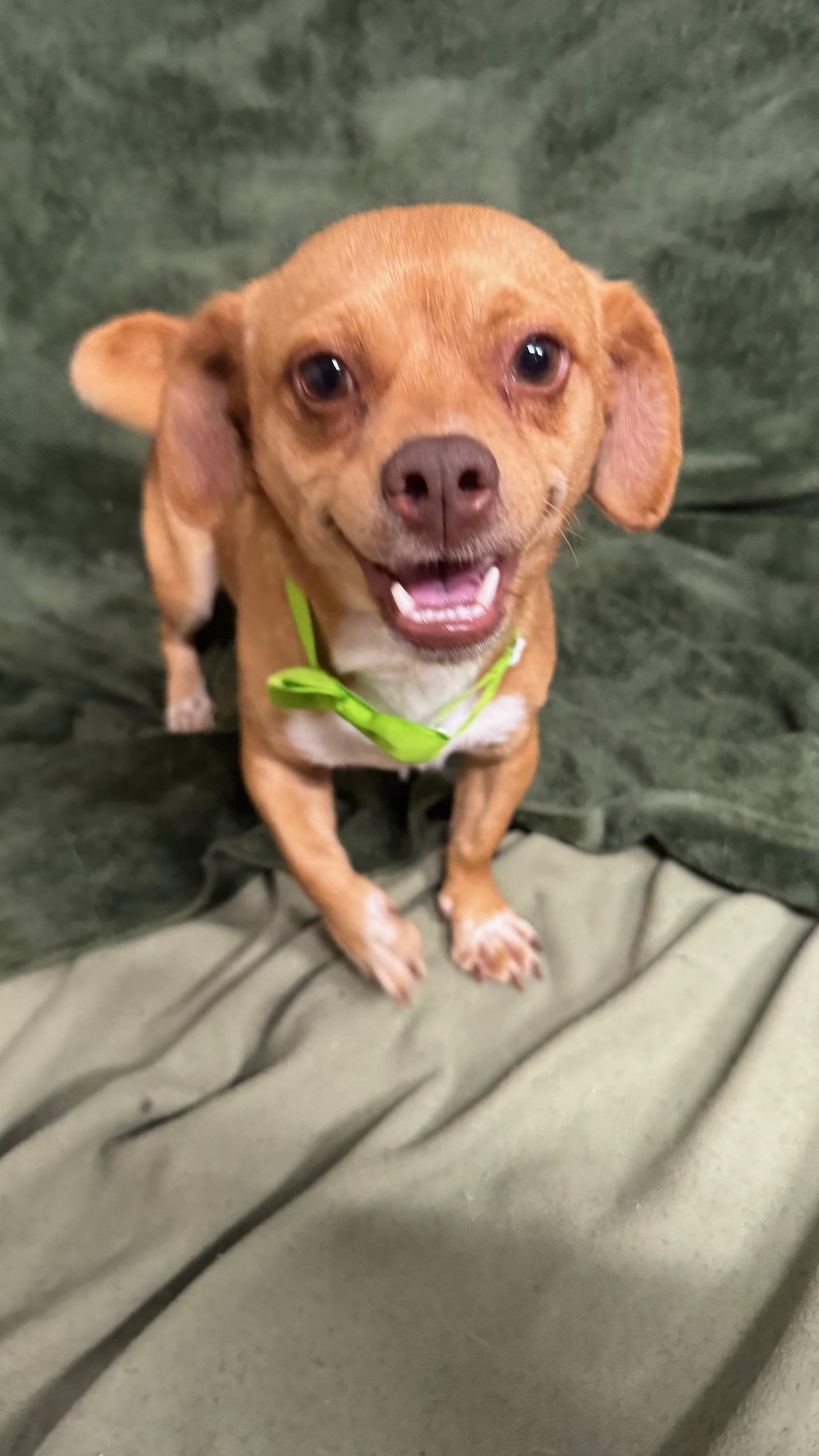 Kevin, a ADOPTABLE Chihuahua in Knoxville, TN image 3/5
