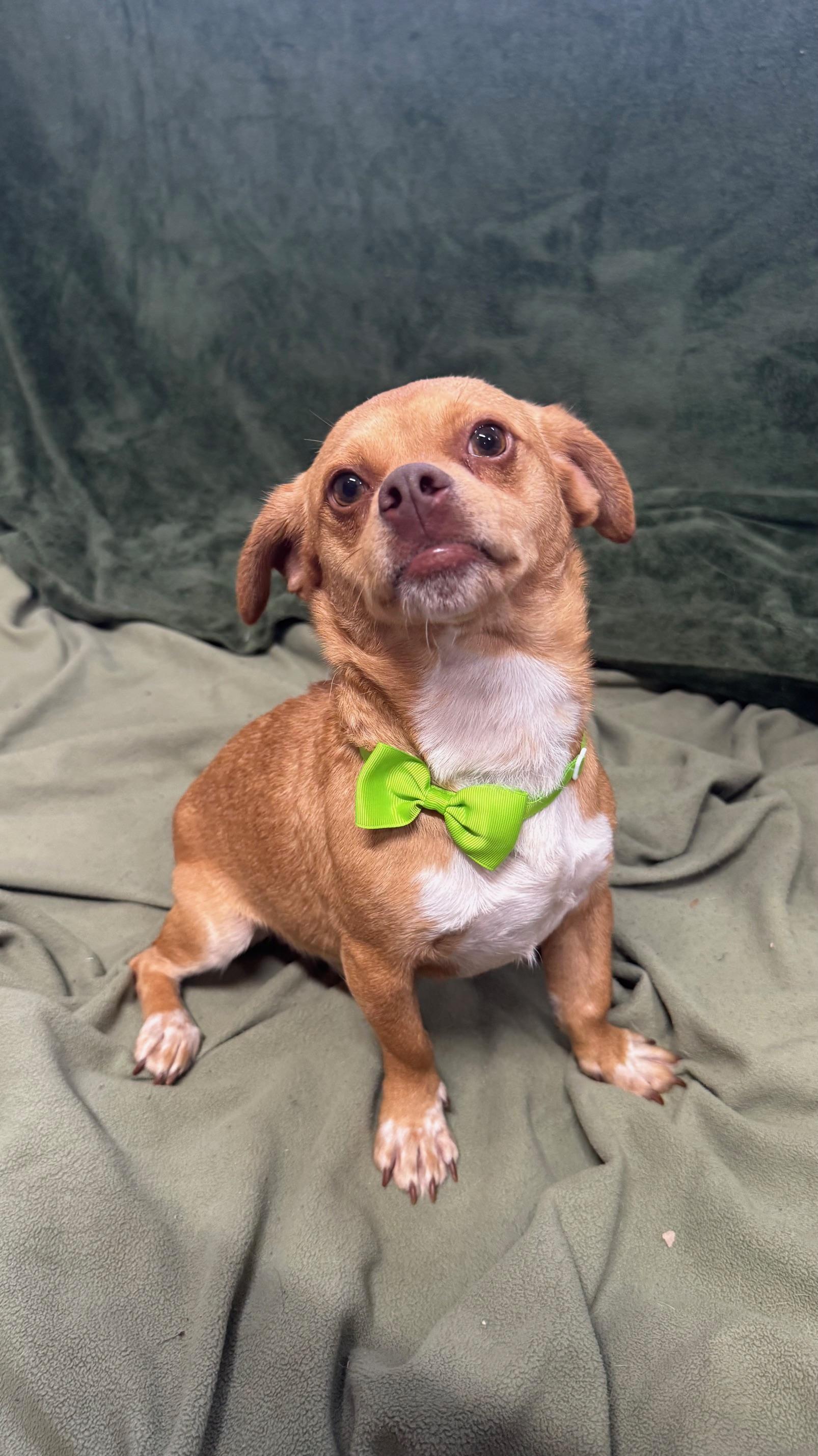 Kevin, a ADOPTABLE Chihuahua in Knoxville, TN image 4/5