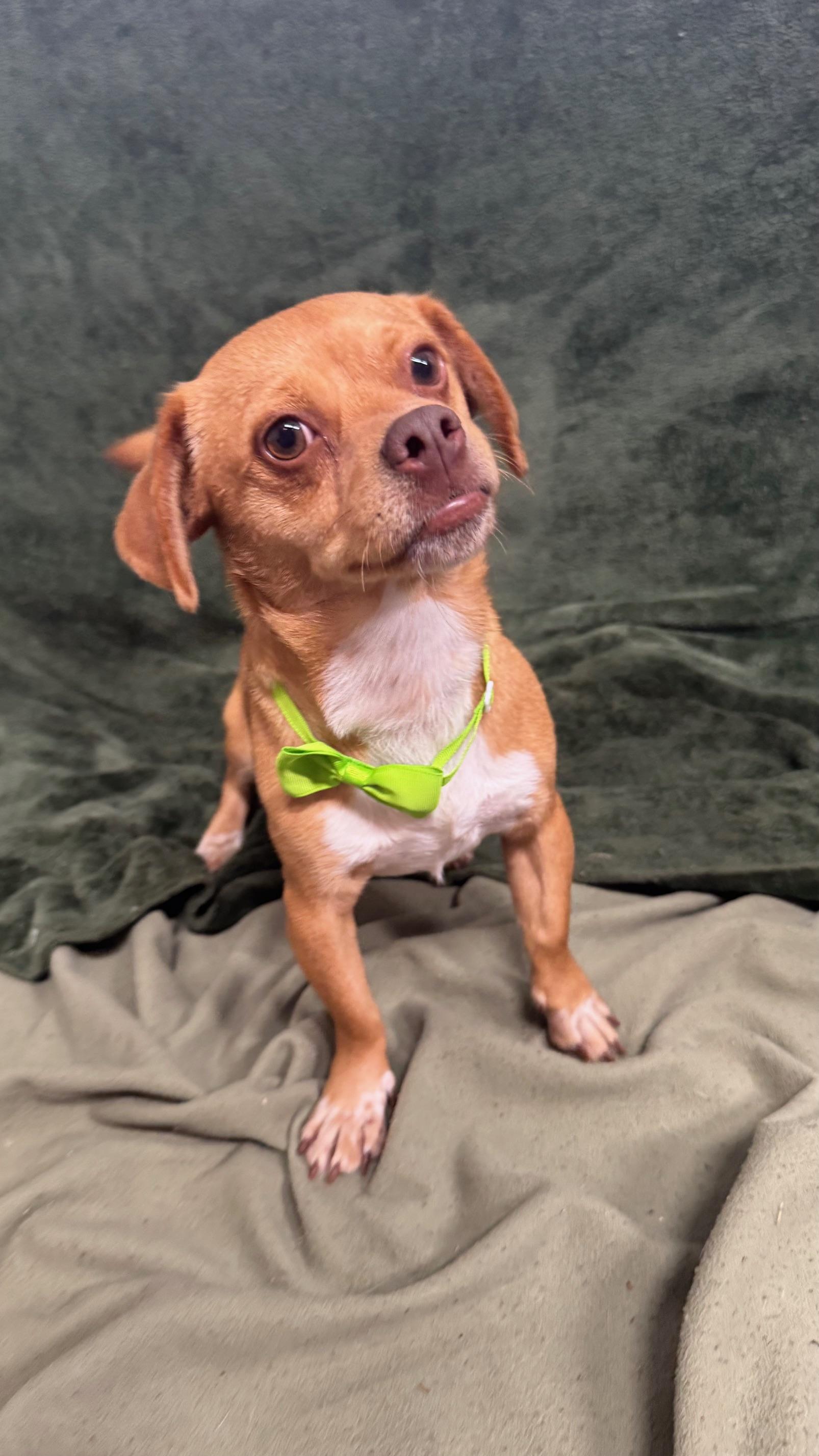 Kevin, a ADOPTABLE Chihuahua in Knoxville, TN image 1/5