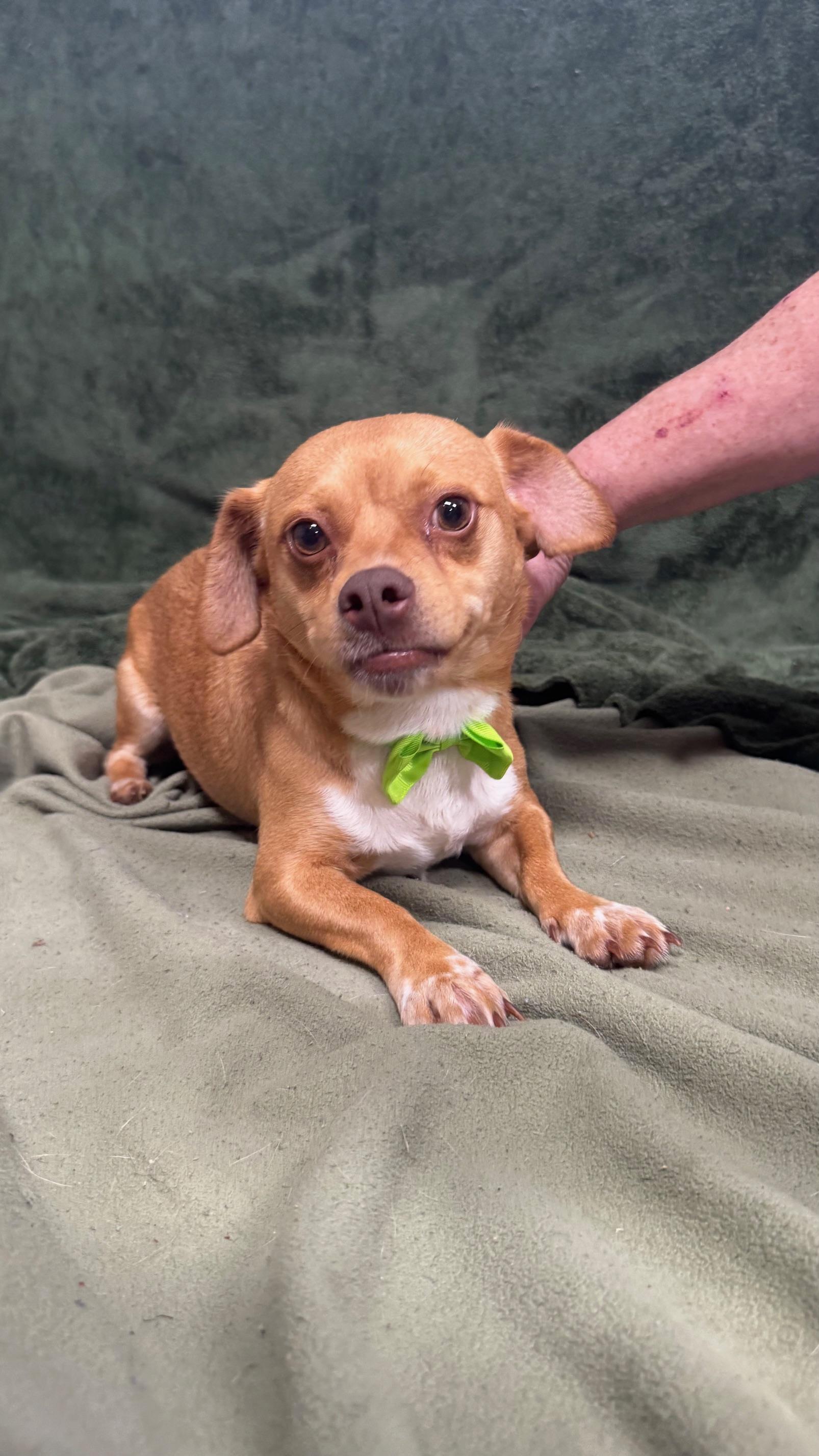 Kevin, a ADOPTABLE Chihuahua in Knoxville, TN image 5/5