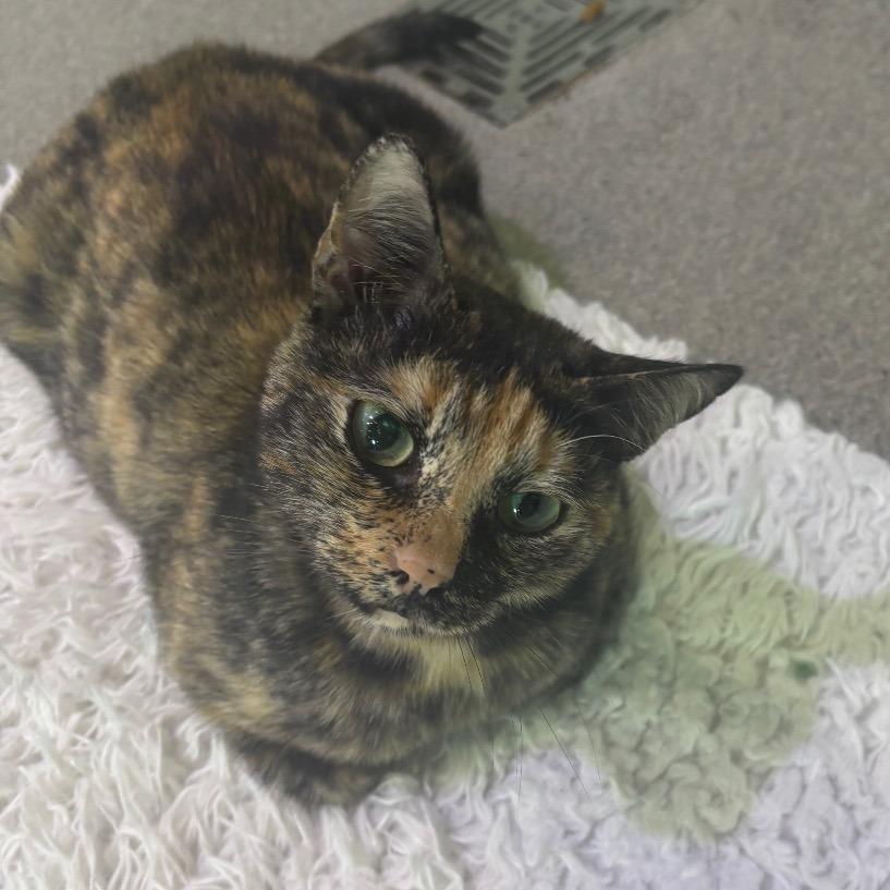 Carousel, Adoptable, Young Female Domestic Short Hair.