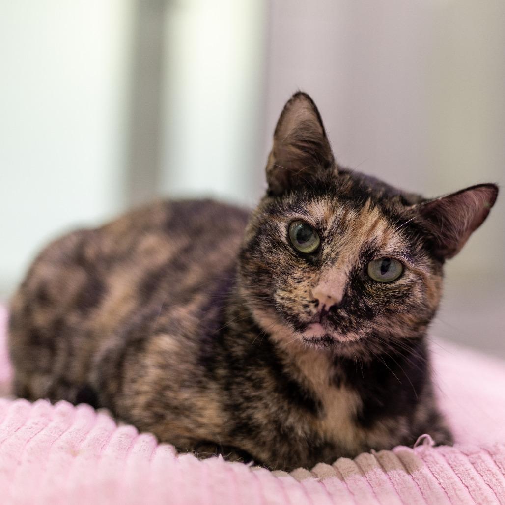 Enlarge Carousel, a Adoptable Domestic Short Hair in Jupiter, FL image 2/4