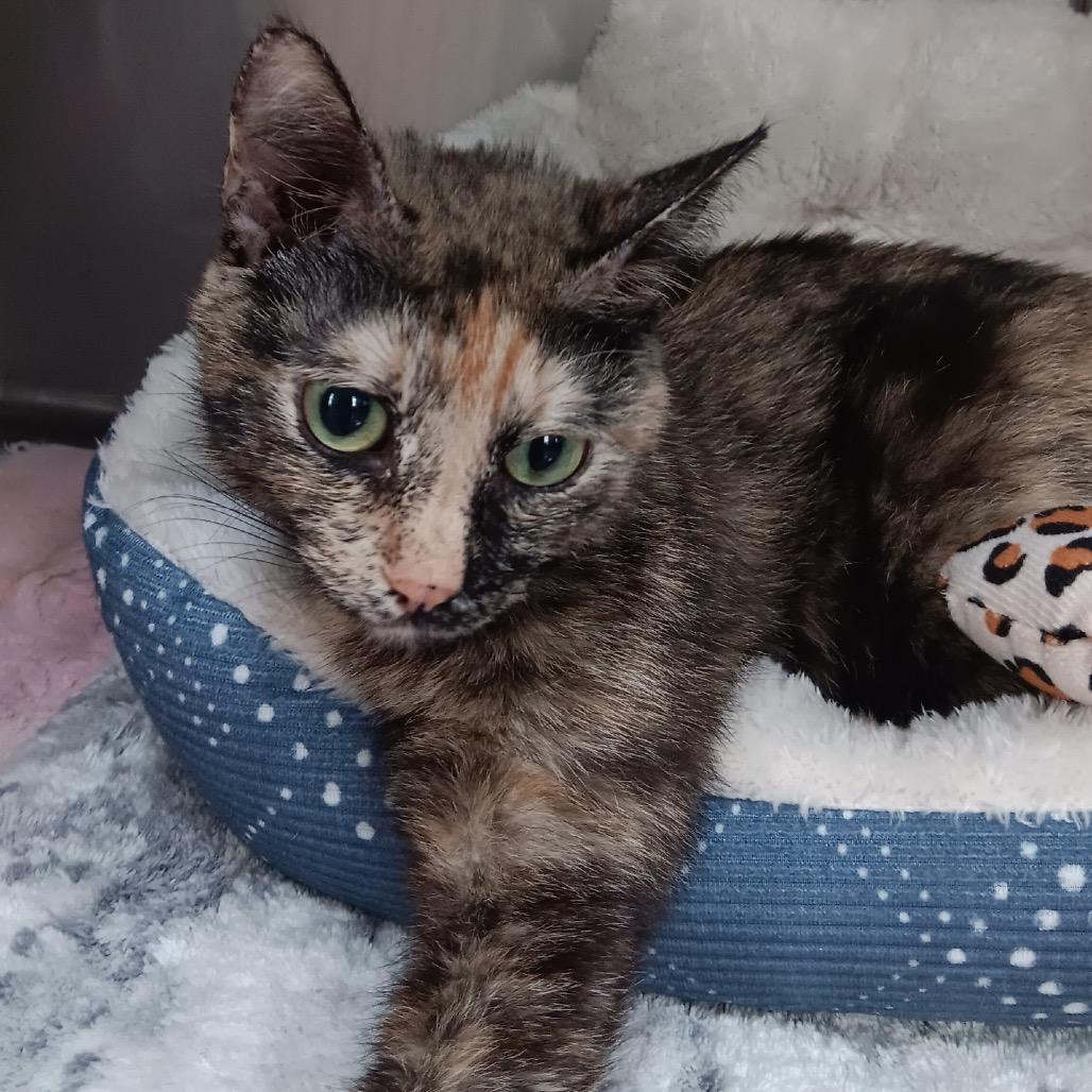 Enlarge Carousel, a Adoptable Domestic Short Hair in Jupiter, FL image 3/4