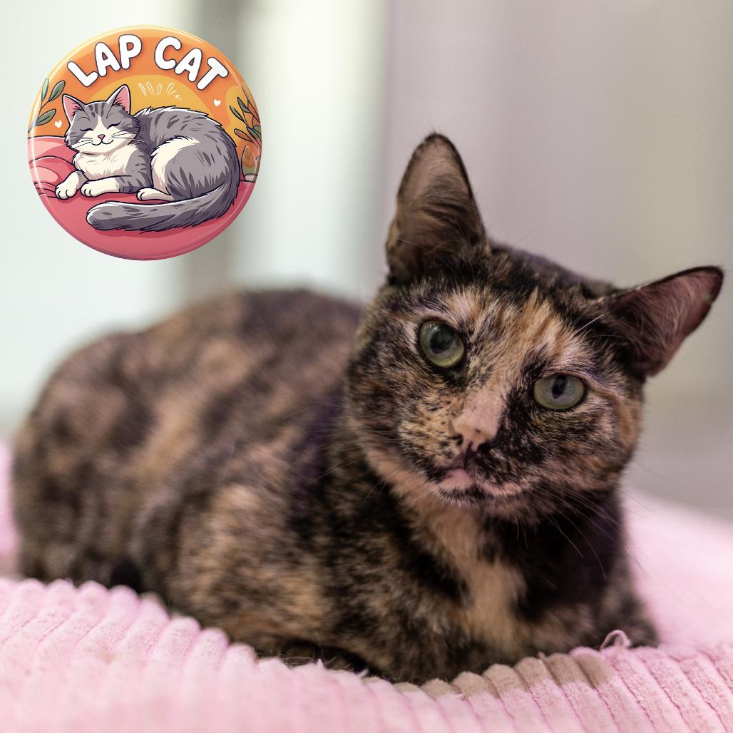 Enlarge Carousel, a Adoptable Domestic Short Hair in Jupiter, FL image 4/4