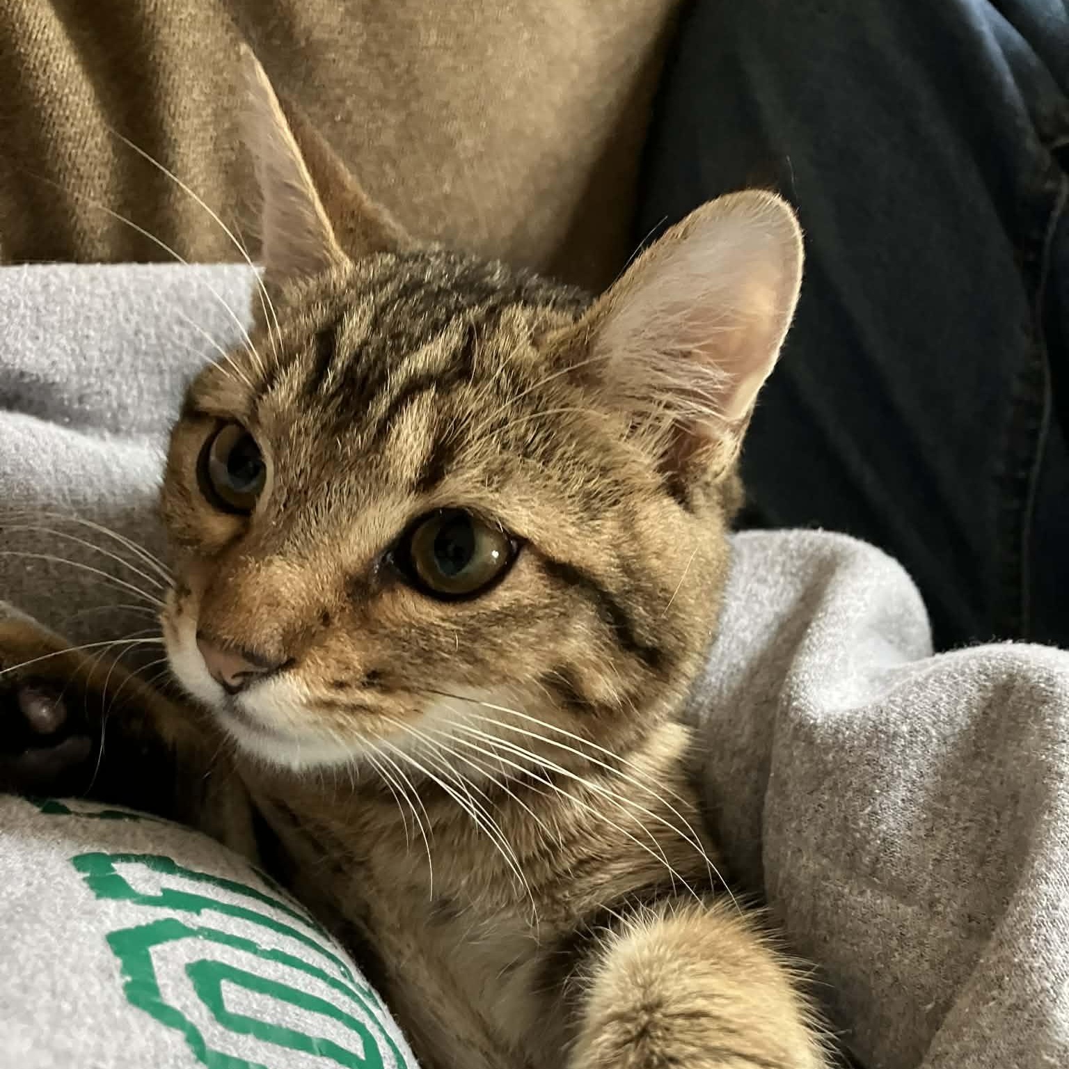 Spike, ADOPTABLE, Young Male Domestic Short Hair & Tabby.