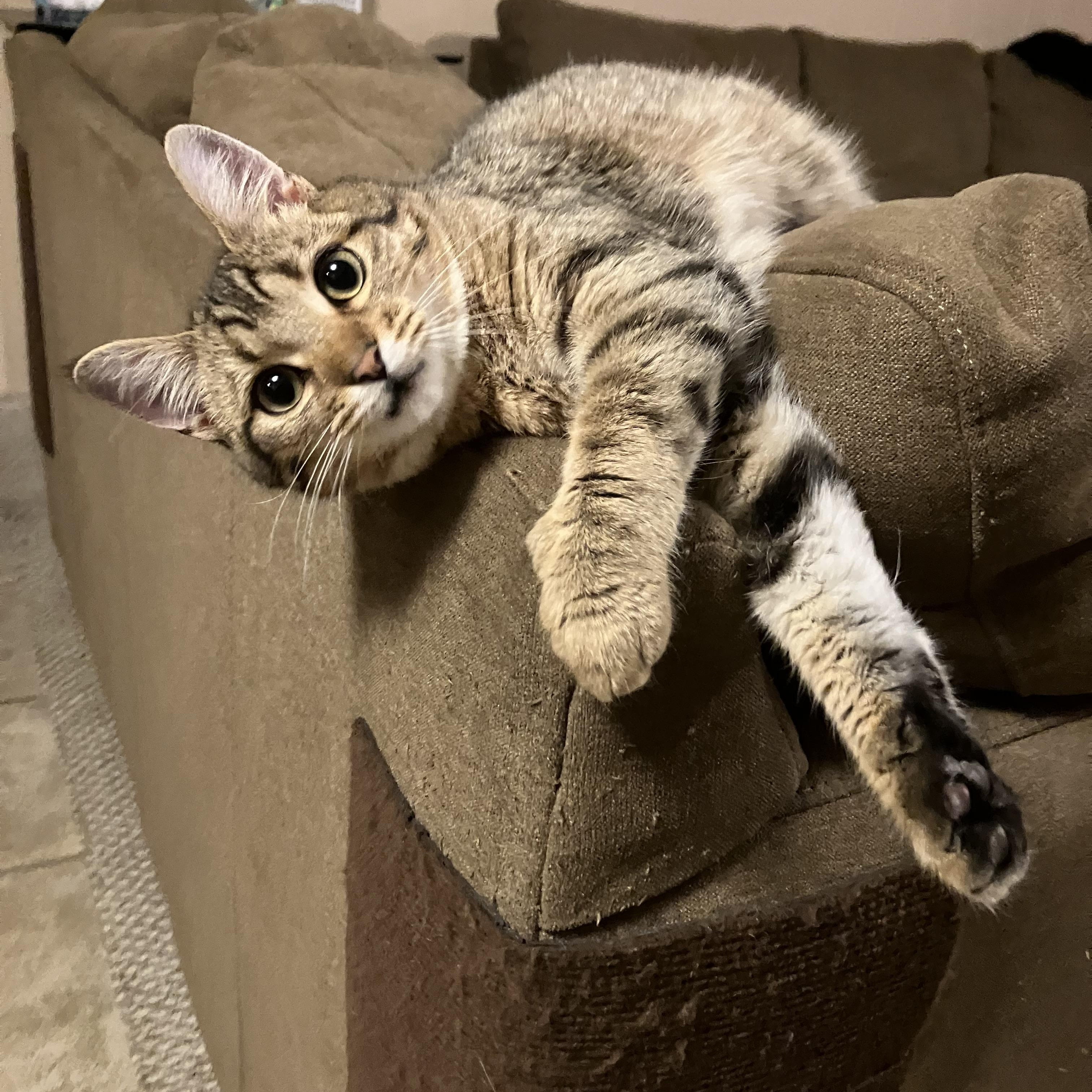 Spike, ADOPTABLE, Kitten Male Domestic Short Hair & Tabby.