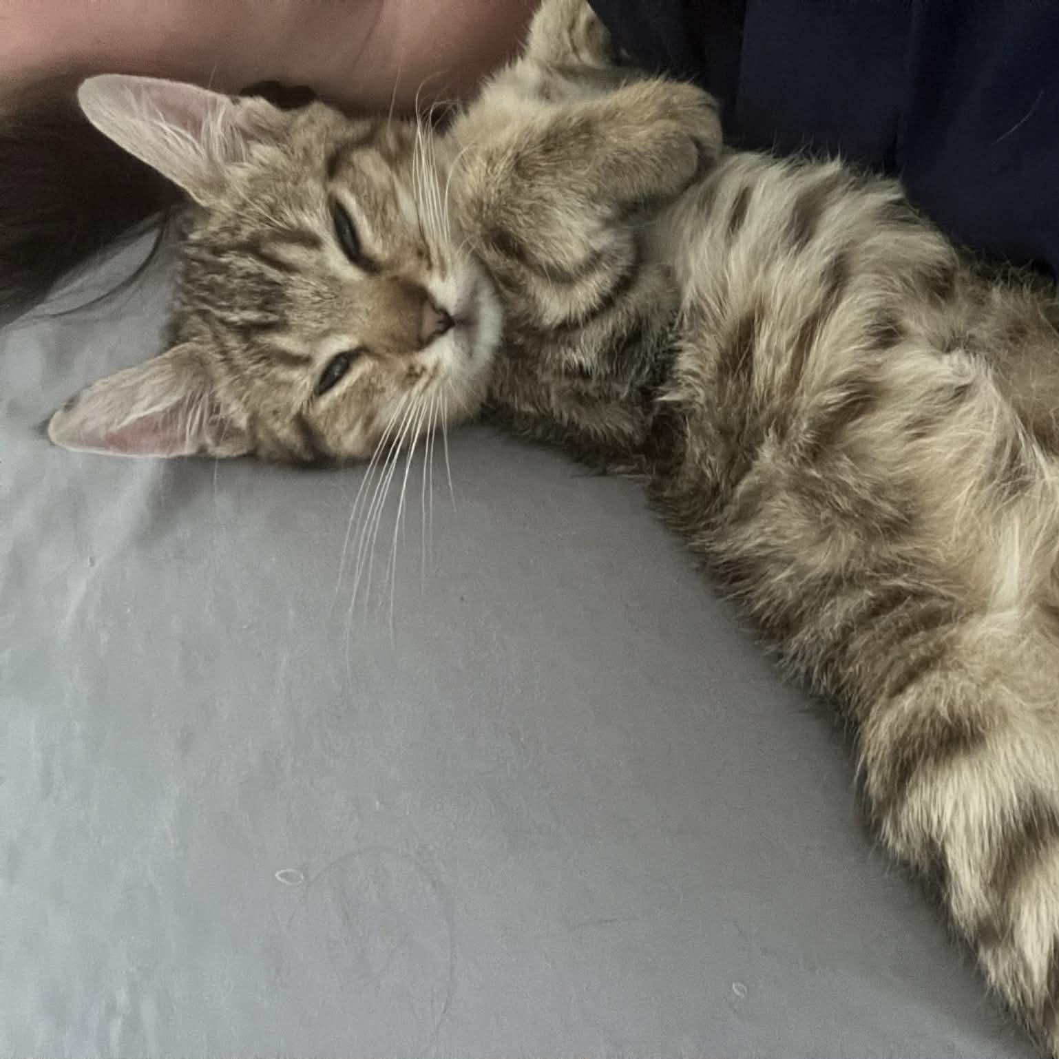 Enlarge Spike, a ADOPTABLE mixed breed in Kannapolis, NC image 2/3