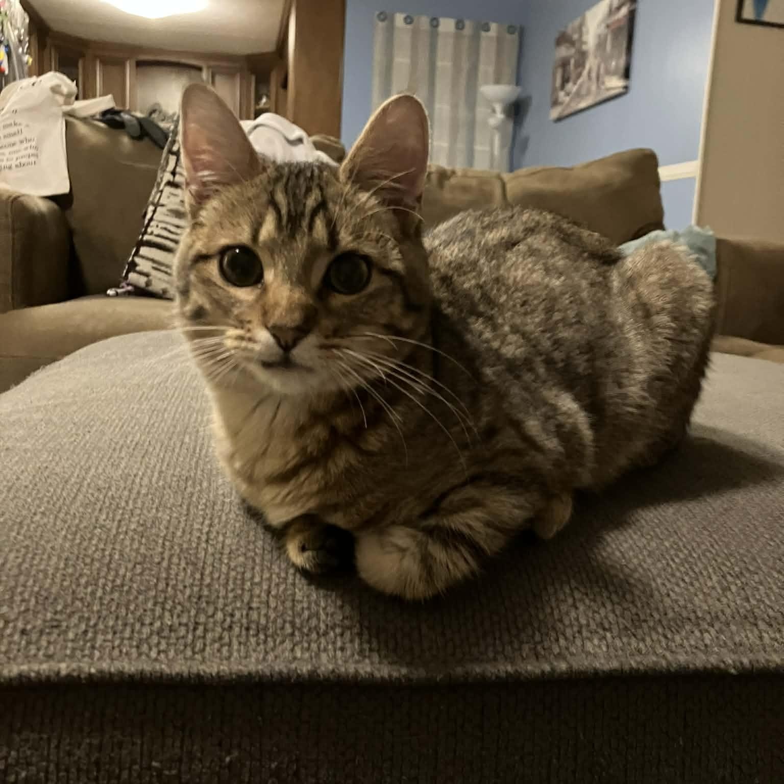 Enlarge Spike, a ADOPTABLE mixed breed in Kannapolis, NC image 3/3