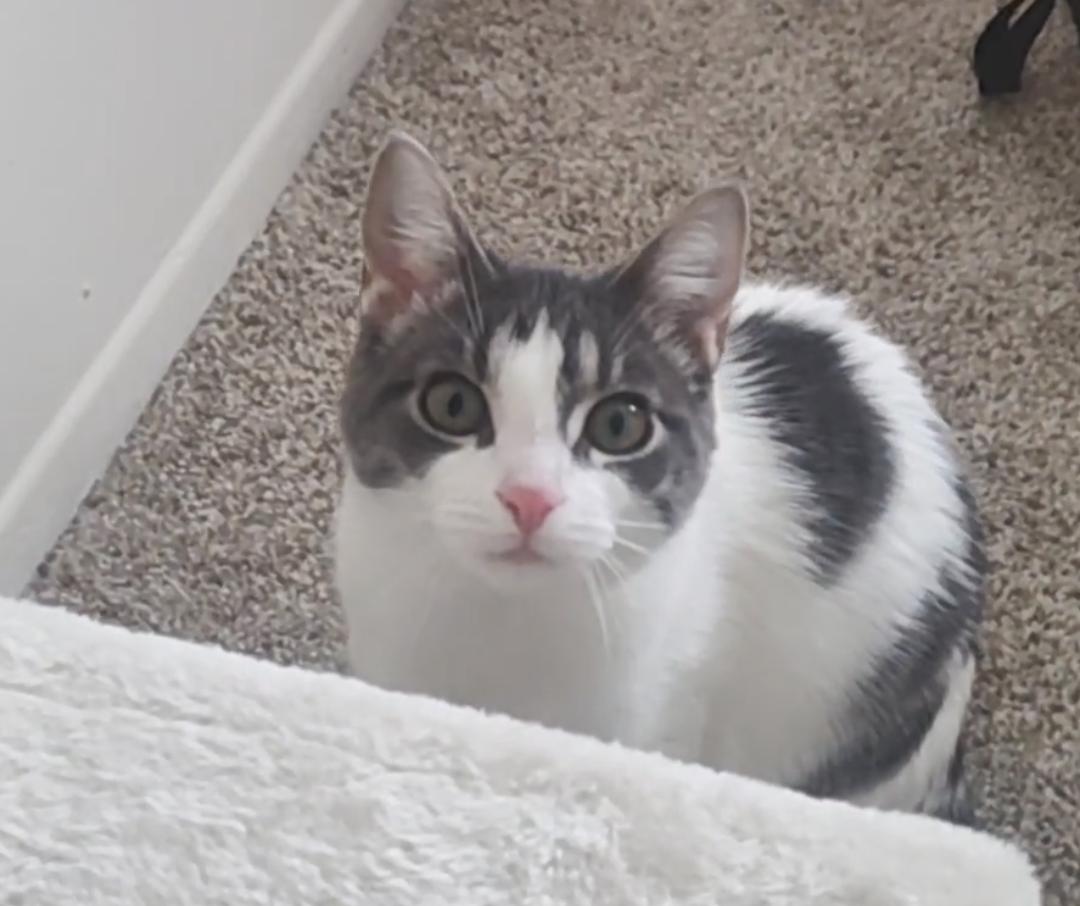 Enlarge Leza (Must be adopted with Loann), a Adoptable Domestic Short Hair in Walled Lake, MI image 1/3