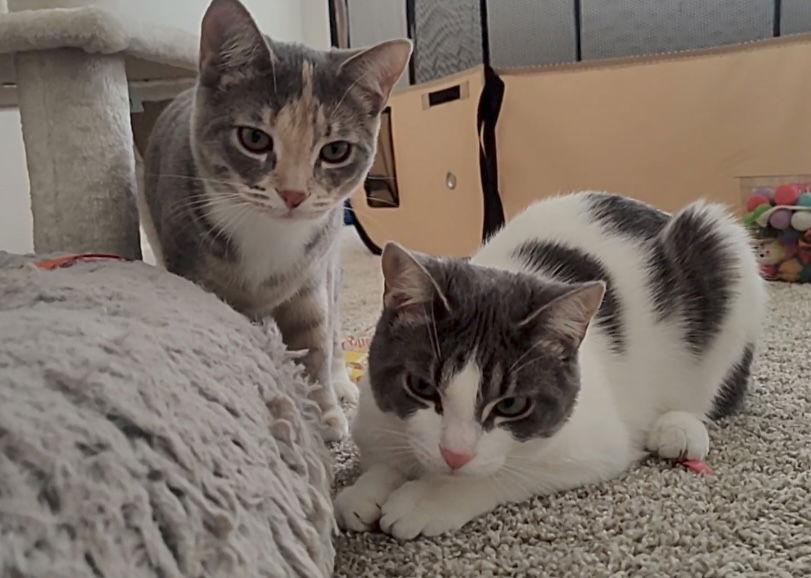 Enlarge Leza (Must be adopted with Loann), a Adoptable Domestic Short Hair in Walled Lake, MI image 3/3