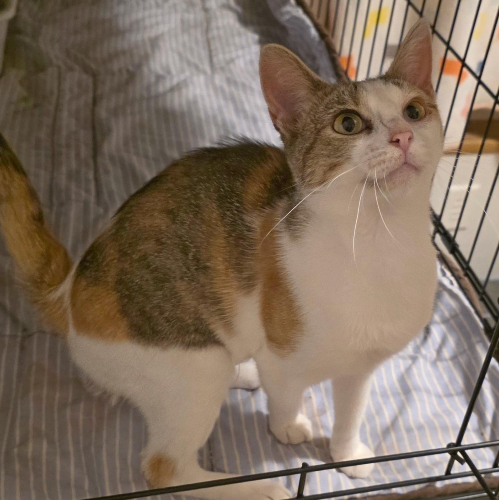 Kalli