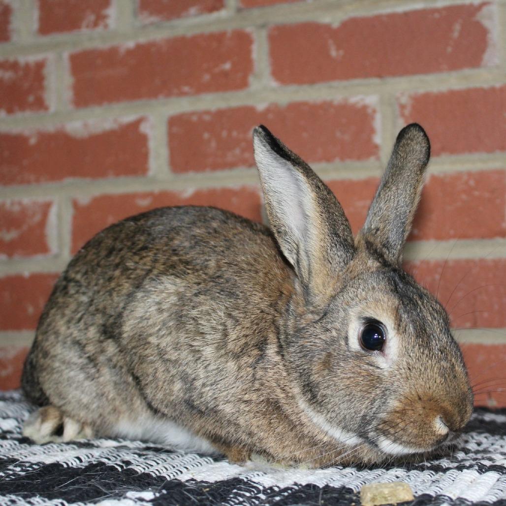 Heavy D, Adoptable, Young Male Rex.