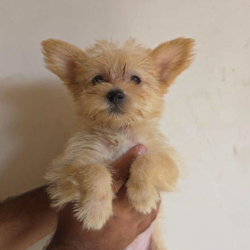 Hanzel, adopted, Puppy Male Maltipoo & Shih Tzu.