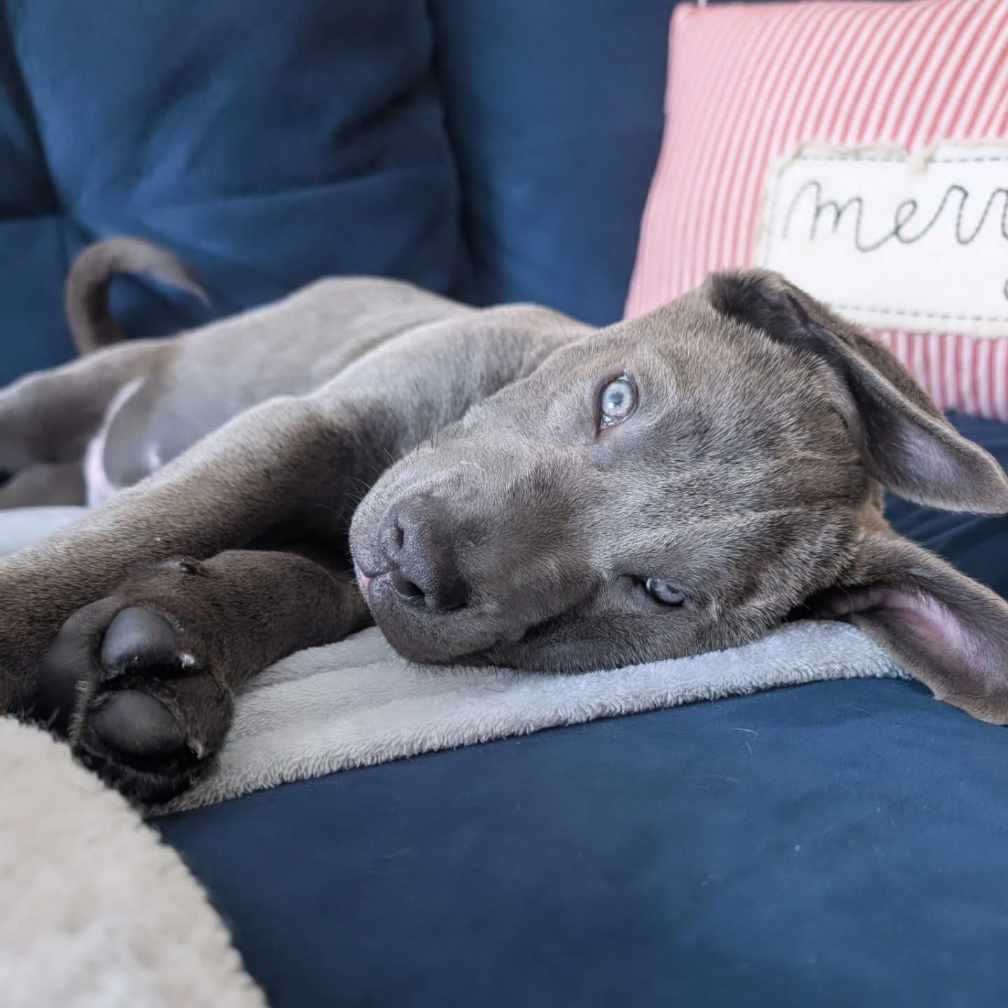 Enlarge Stevie J, a ADOPTABLE mixed breed in Kenmore, NY image 1/1