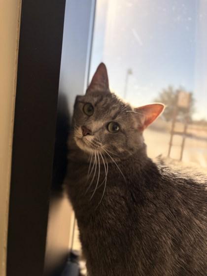 Yuna, Adoptable, Kitten Female Domestic Short Hair & Domestic Short Hair.